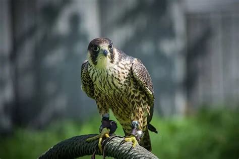 Falcons In Pennsylvania (3 Species With Pictures) » Golden Spike Company