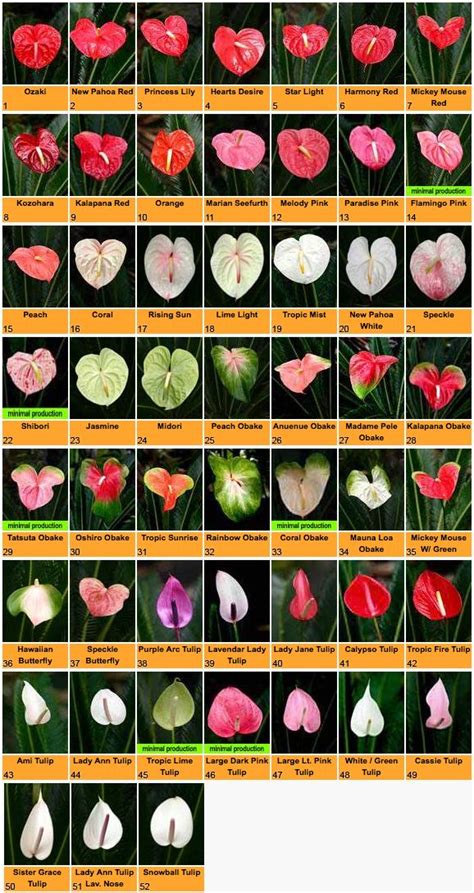 Anthurium varieties: http://www.pacflor.com/anthuriums.html | Anthurium flower, Anthurium plant ...