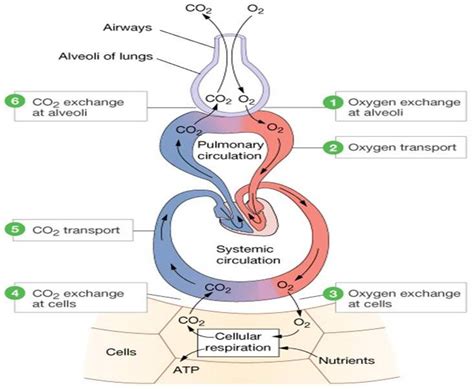 Gas exchange | Anatomy and physiology, Cell respiration, Cardiovascular ...