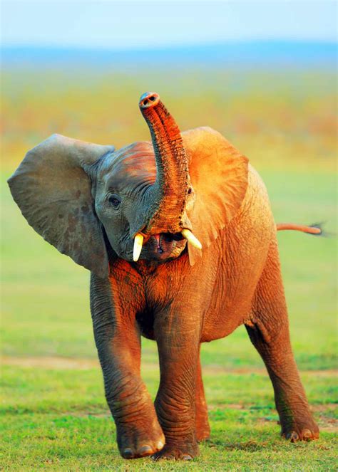 92 Baby Elephant Photos, Videos, and Facts That'll Make You Go "Awww ...