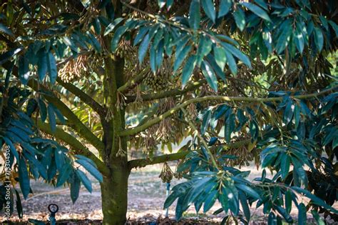 Durian flowers on the durian tree are attached to the branches. Stock Photo | Adobe Stock