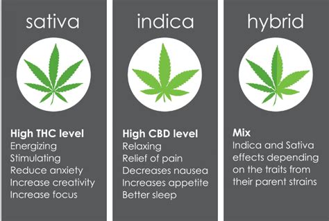 Sativa vs Hybrid vs Indica: Unravelling the Secrets of Cannabis Strains