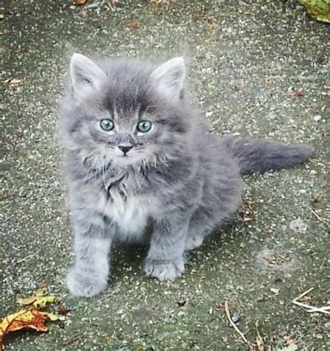 Fluffy grey kitten with beautiful blue eyes : aww