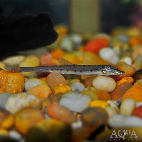 Horseface Loach (Acantopsis cf. dialuzona) - Aqua Imports