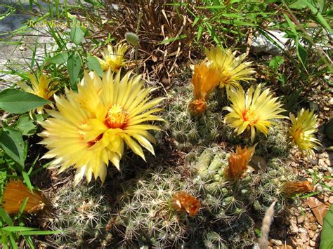 ROCK ROSE: IT'S CACTUS FLOWER SEASON