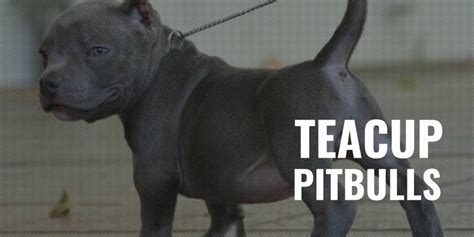 Teacup Pitbulls – All About Pocket Pitbulls, Miniature Pitbulls with FAQ!