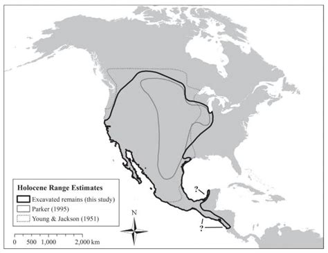 After Invading North America, Promiscuous Coyotes Look Southward | Inverse