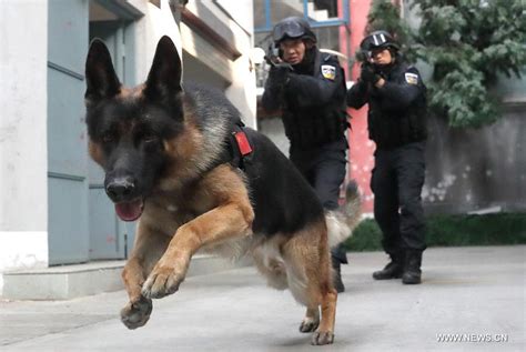 Over 1,000 police dogs serve in criminal investigation in Beijing[1]- Chinadaily.com.cn