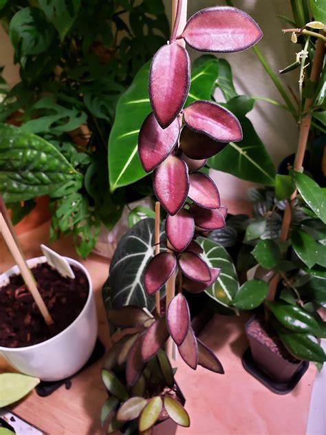 Hoya Rosita Plant (Tropical Wax Vine) | Exotic Rare Plant | Indoor ...