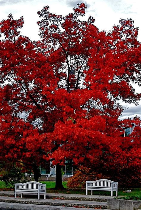 Scarlet Oak | Oak trees landscaping, Red oak tree, Outdoor plants landscaping