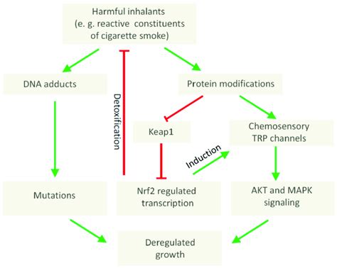 Proposed involvement of chemosensory TRP channels in tumor-promoting ...