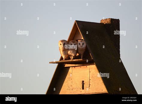 Barn Owls - Parliament Stock Photo - Alamy