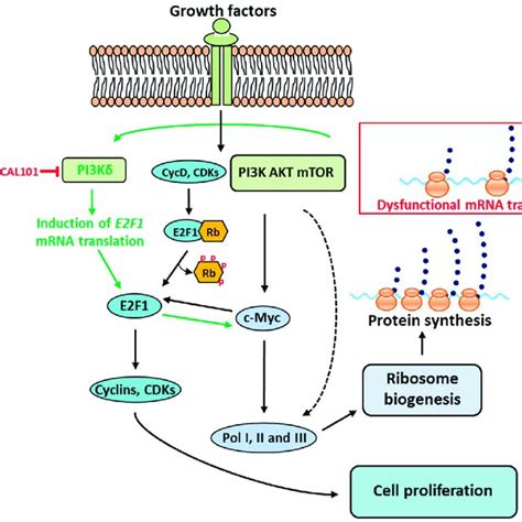 mRNA translation stress feedback to ribosome biogenesis and cell... | Download Scientific Diagram