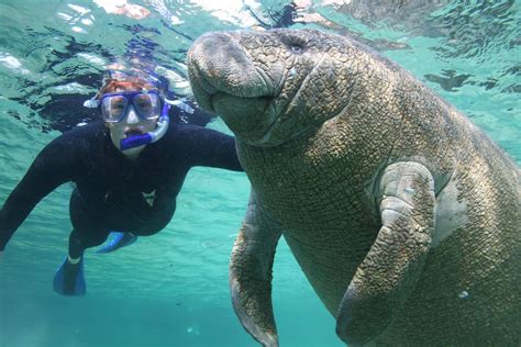 See what it's like to swim with manatees in Crystal River with kids