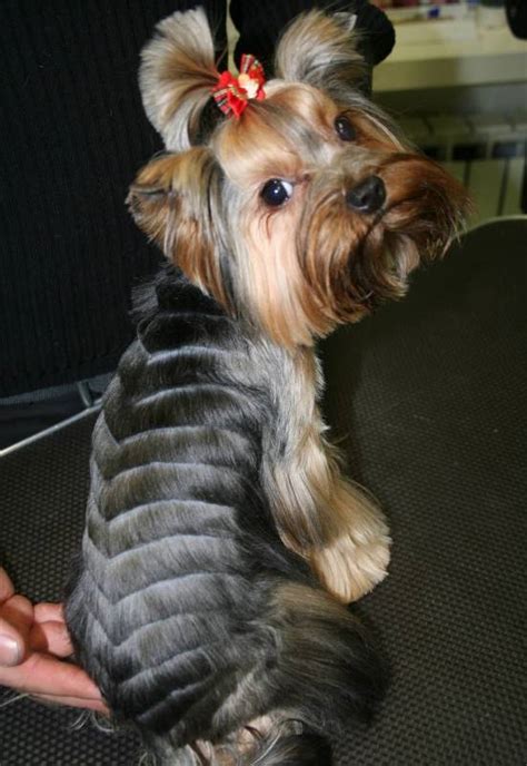 The top 25 Ideas About Female Yorkie Haircuts - Home, Family, Style and ...