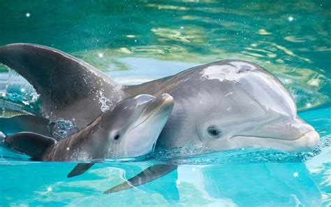 Cool Dolphin Wallpapers - Top Free Cool Dolphin Backgrounds - WallpaperAccess