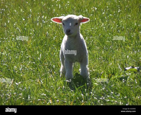 Baby Lamb Easter Stock Photo - Alamy