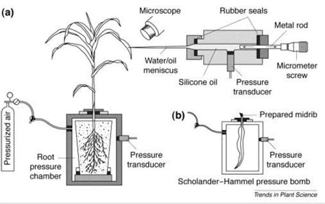 What is root pressure? How can you demonstrate it experimentally?I am ...