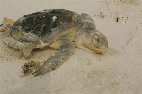 Free picture: kemp, ridley, sea, turtle, endangered, washes, beach