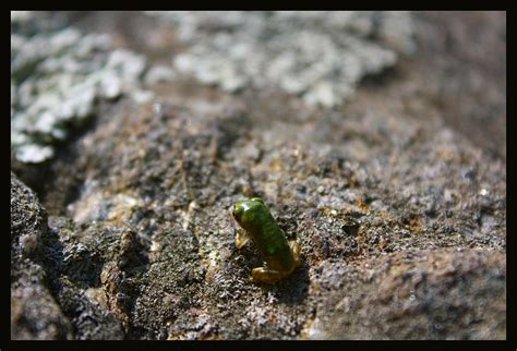 Baby Frog Photograph by Stephanie Monk - Pixels