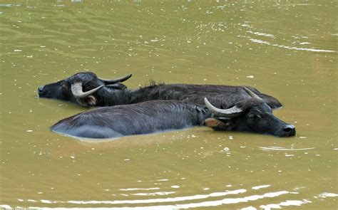 CalPhotos: Bubalus bubalis; Water Buffalo