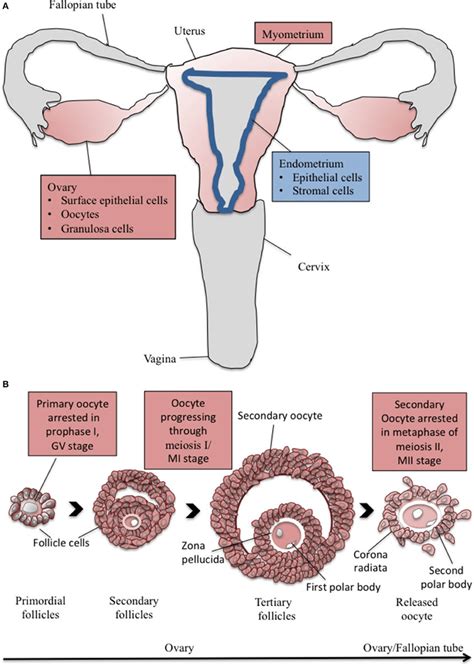 The cartoon depicts (A) major components of the human female ...