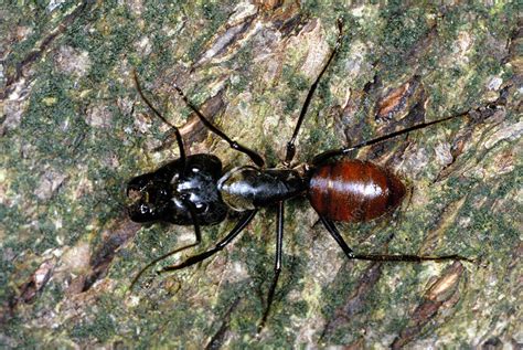 Camponotus gigas - Stock Image - Z345/0939 - Science Photo Library