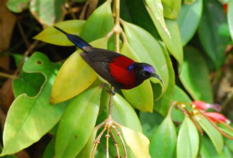 Black-throated sunbird (Aethopyga saturata)