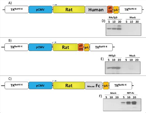 Design and expression of Her-2 chimeric proteins. Diagrams (not to... | Download Scientific Diagram