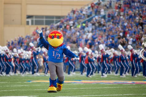 Download University Of Kansas Mascot On Field Wallpaper | Wallpapers.com