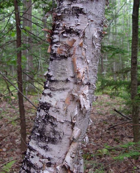 Betula papyrifera (paper birch): Go Botany