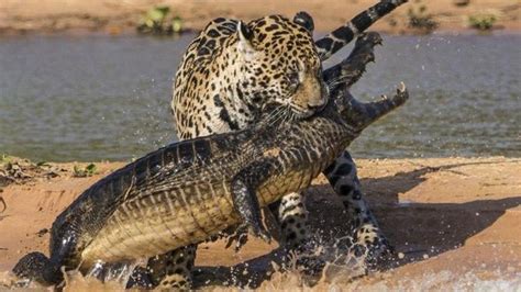 Crocodile attacks keeper during show at Australia zoo | Al Arabiya English