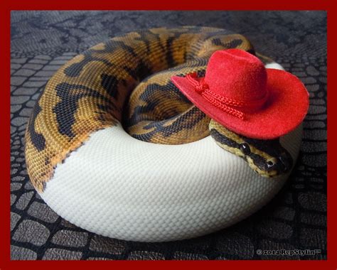 Cute Ball Python With Hat