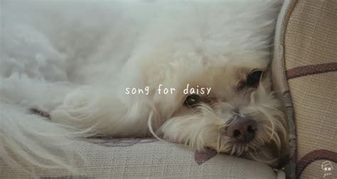 The Most Calming Music for Dogs Ever Created