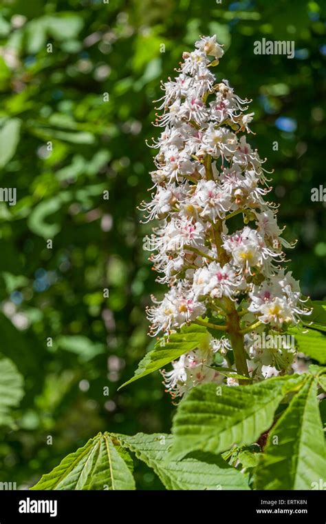 Chestnut Tree Flowers Stock Photo - Alamy