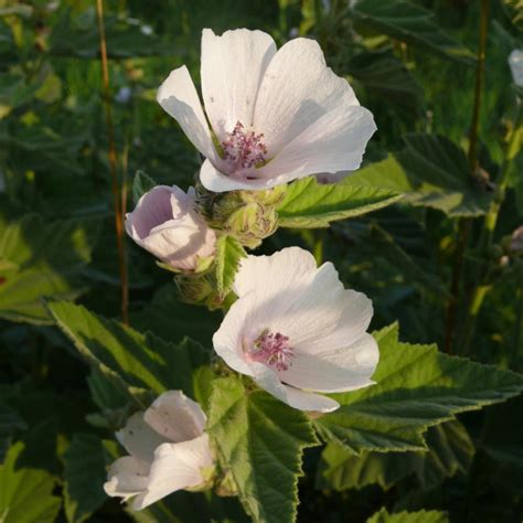 Althaea officinalis 'Mallow' | Buy Herb Plants