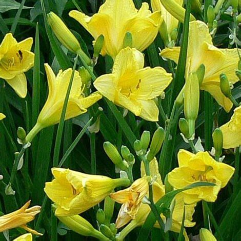 Daylily, Happy Returns - Baucom's Nursery