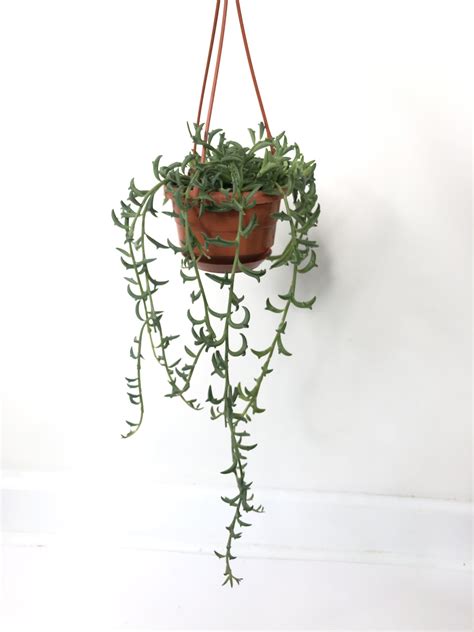 Plant: String of Dolphins (hanging basket) 4.5″ - Rule of Green Thumb