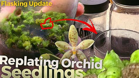 Garden Plants & Seedlings Orchid flask medium P669 mother flask and ...