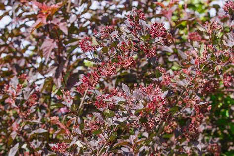 Deciduous Shrubs With Thorns