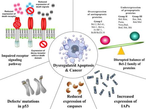 Apoptosis- Definition, Pathways, Assay, Examples (vs Necrosis)