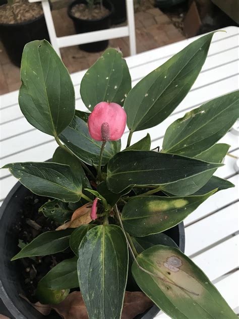 [Sydney, Australia] What is this Plant? : r/whatsthisplant