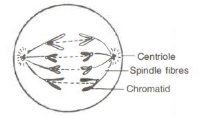 Draw a well labelled diagram to show the anaphase stage of mitosis in a plant cell having four ...