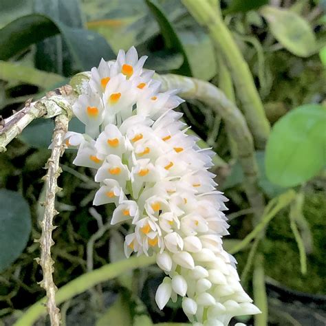 Dendrobium secundum ‘Alba’ Dendrobium, Specialty / Species - Kaleialoha ...