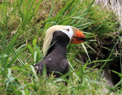 Tufted Puffin Outside Burrow | FWS.gov