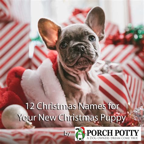 12 Christmas Names for Your New Christmas Puppy – Porch Potty Australia