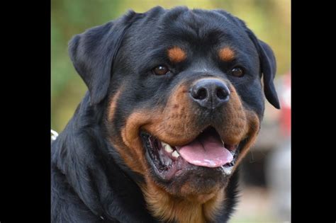 Royer German Rottweilers - Rottweiler Puppies for Sale in Wakarusa, IN | AKC Marketplace