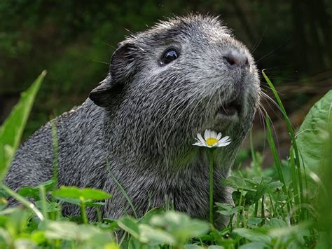 Cavia geluiden en gedrag | Alles voor cavia's