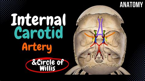 Internal Carotid Artery Circle Of Willis