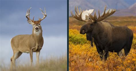 Deer vs Moose Comparison (Difference Between a Deer and Moose)